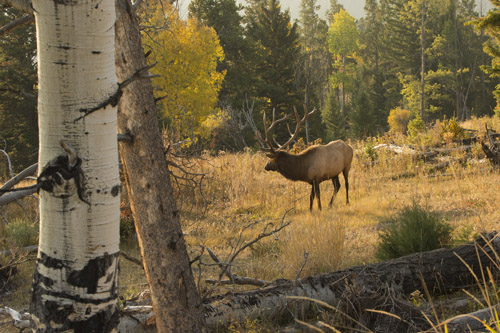 elk